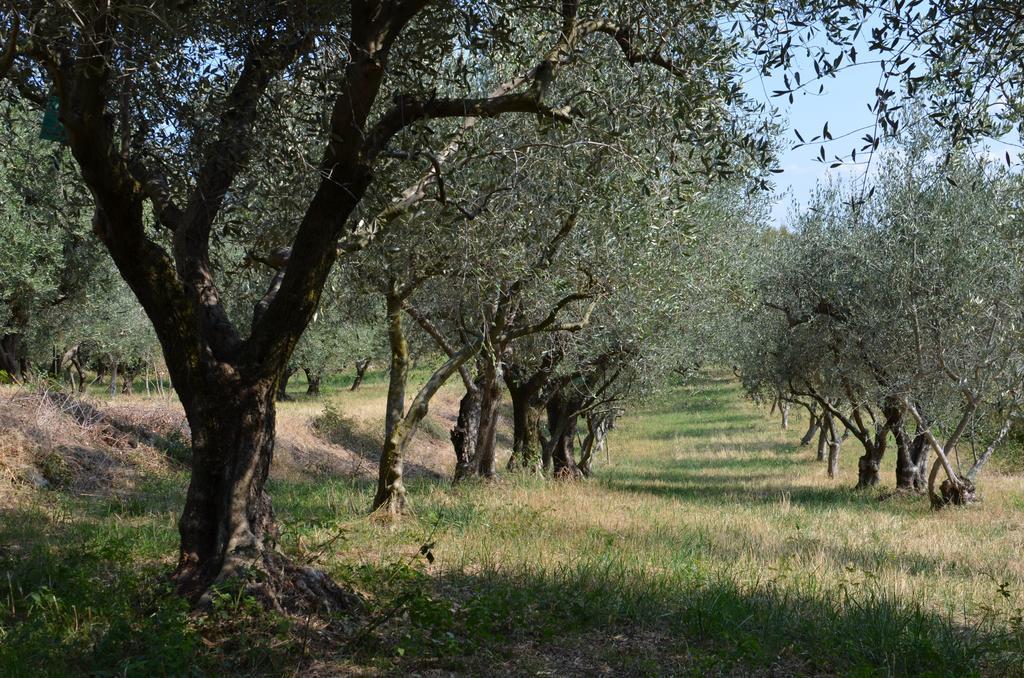 Agriturismo Bosco Magico Verona Ngoại thất bức ảnh