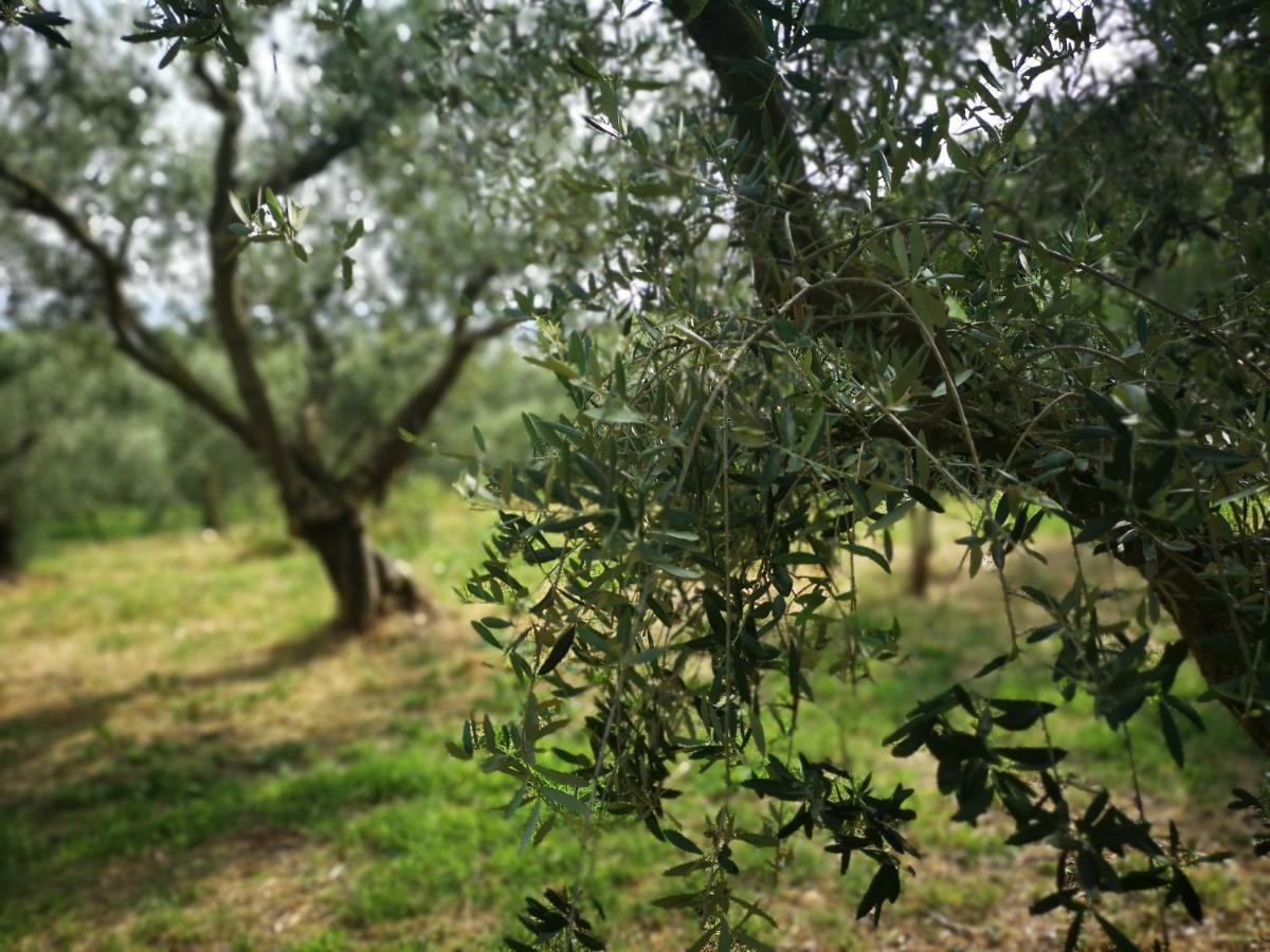 Agriturismo Bosco Magico Verona Ngoại thất bức ảnh